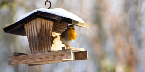 Vogelhäuschen im Garten
